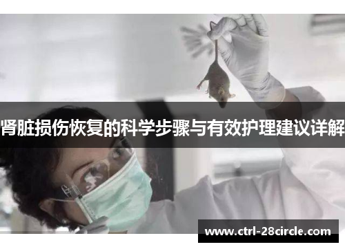 肾脏损伤恢复的科学步骤与有效护理建议详解