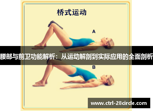 腰部与前卫功能解析:从运动解剖到实际应用的全面剖析 腰部与前卫功能解析:从运动解剖到实际应用的全面剖析